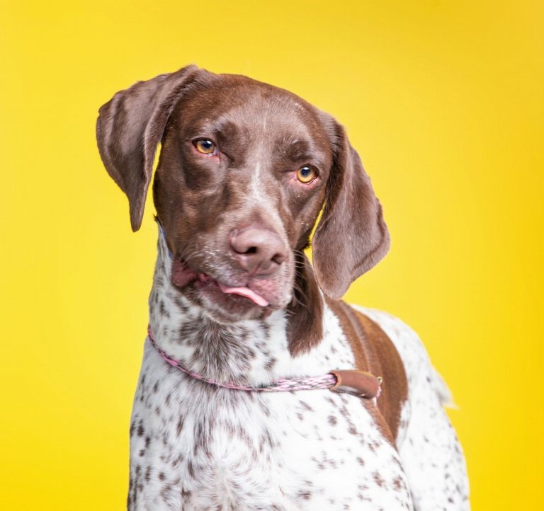 Braque d’Auvergne : guide race de chien