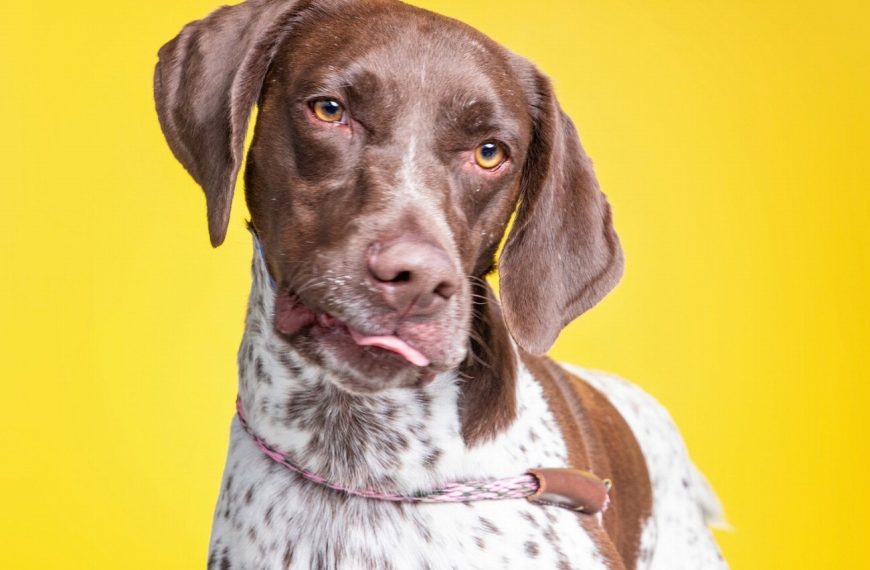 Braque d&rsquo;Auvergne : guide race de chien