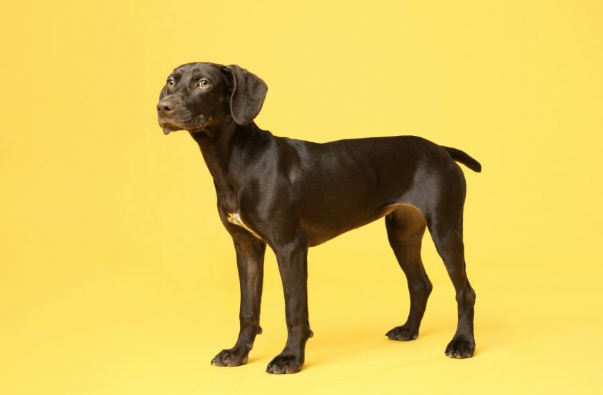 Braque de Burgos : guide race de chien