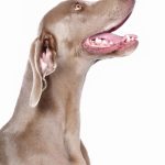 Braque de Weimar : guide race de chien