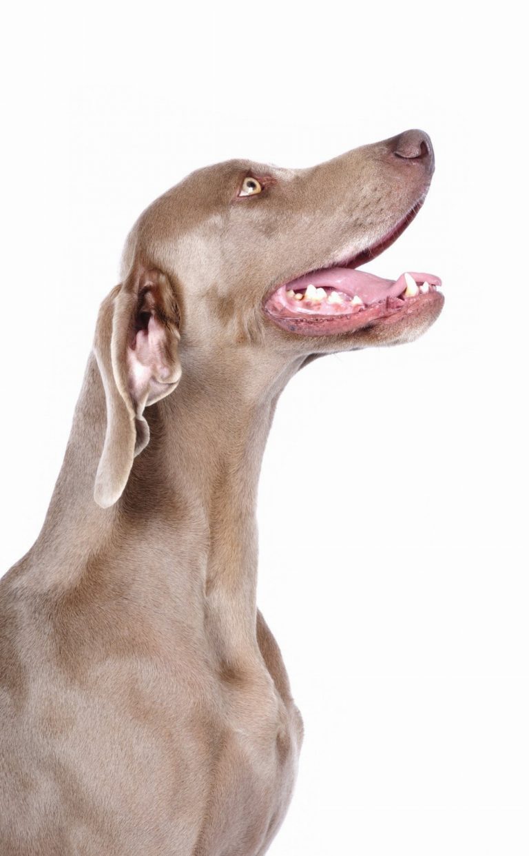 Braque de Weimar : guide race de chien