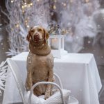 Braque du Bourbonnais : guide race de chien