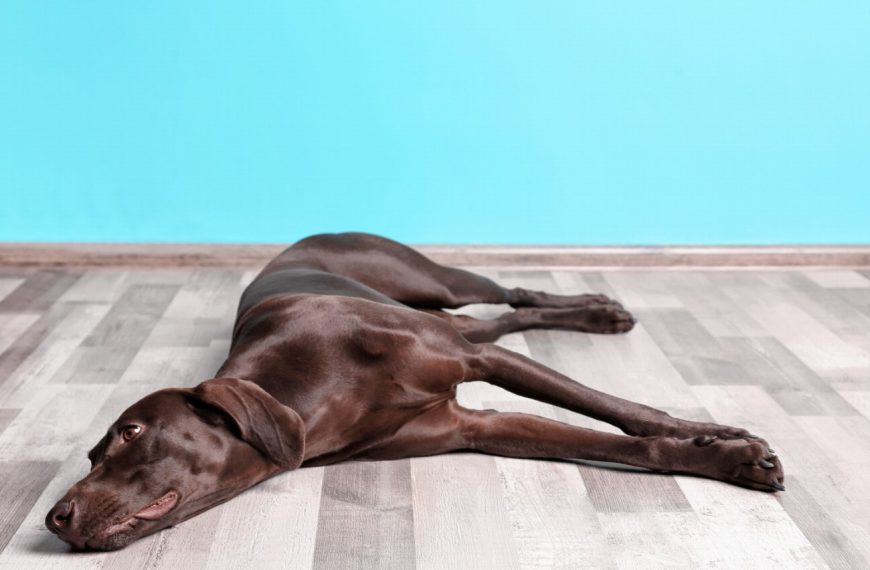 Braque Français : guide race de chien