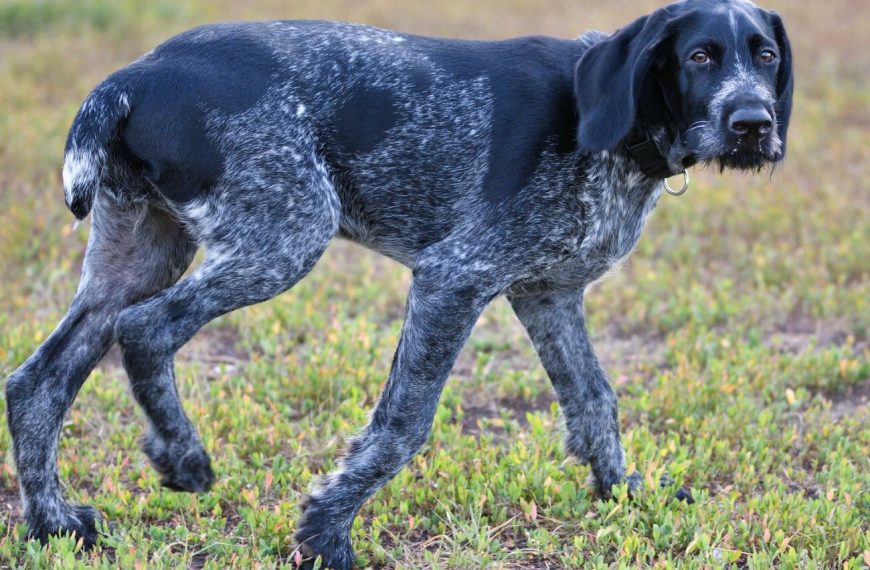 Braque hongrois à poil dur : guide race de chien