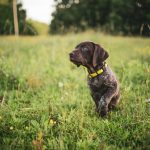 Braque Italien : guide race de chien