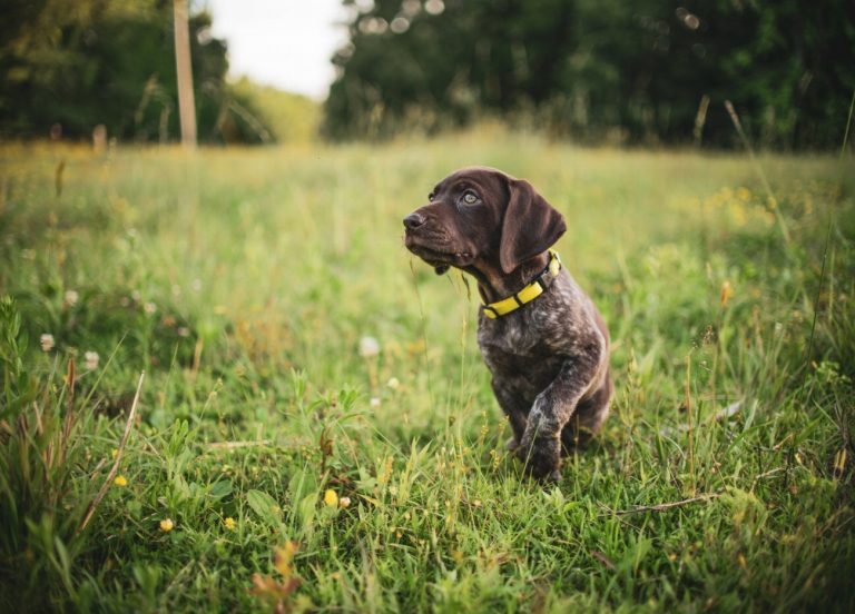 Braque Italien : guide race de chien