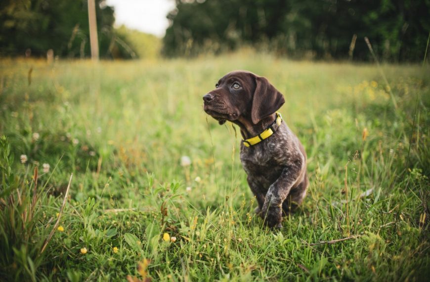 Braque Italien : guide race de chien