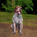 Braque Slovaque à poil dur : guide race de chien