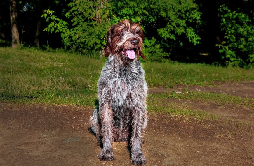 Braque Slovaque à poil dur : guide race de chien