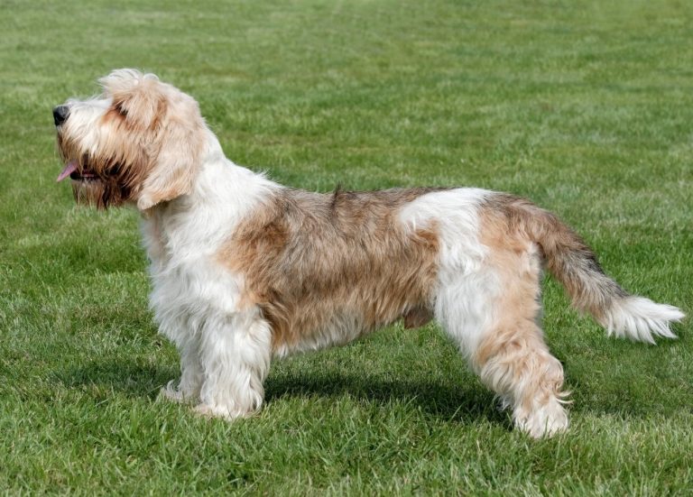 Briquet Griffon Vendéen : guide race de chien