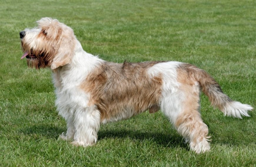 Briquet Griffon Vendéen : guide race de chien