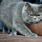 British Shorthair : guide race de chat