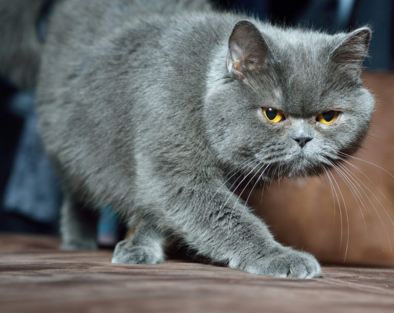 British Shorthair : guide race de chat