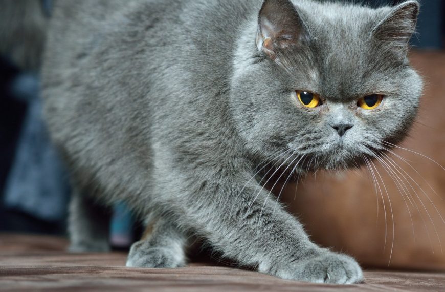 British Shorthair : guide race de chat
