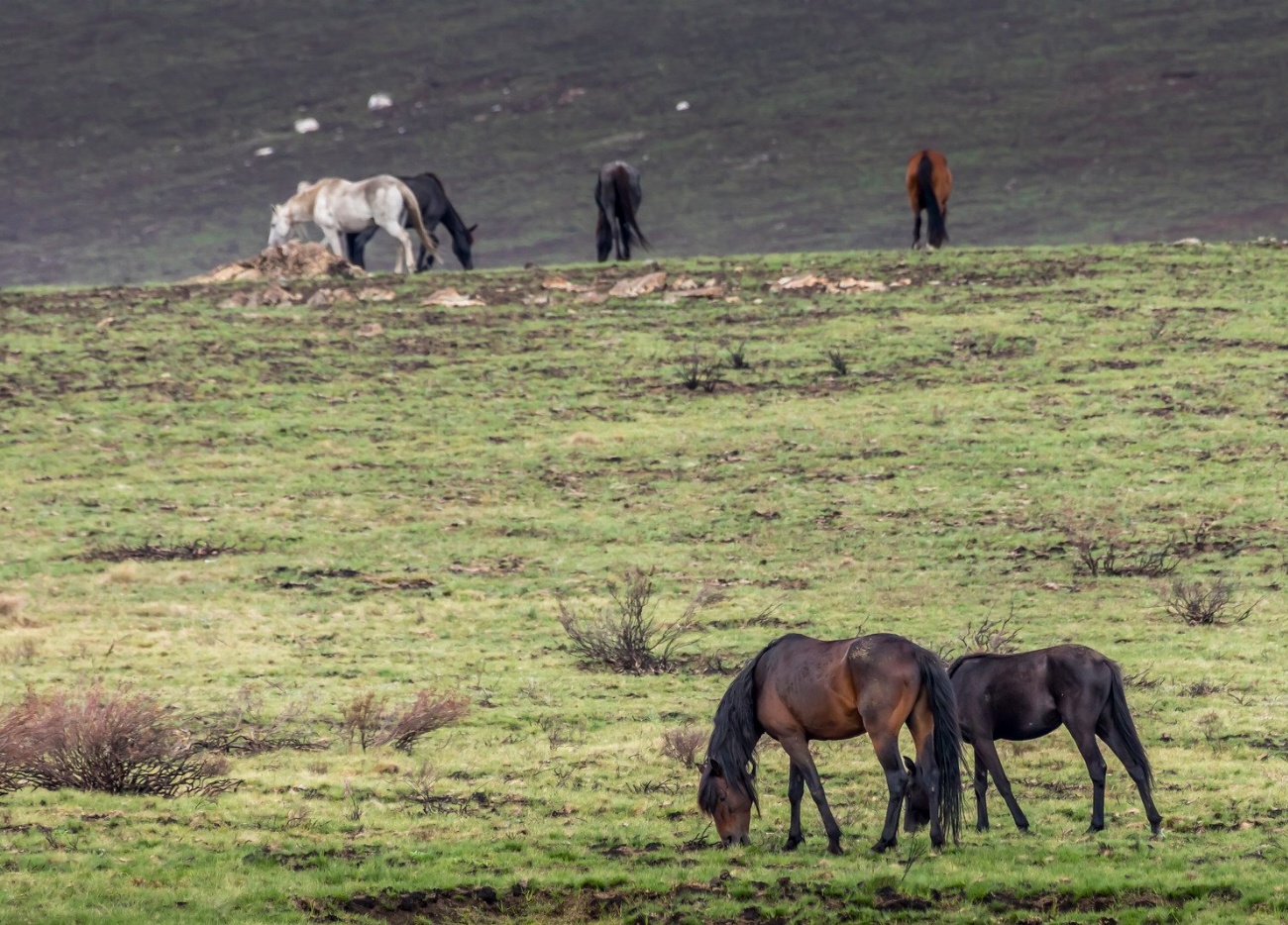 Brumby : guide race de cheval