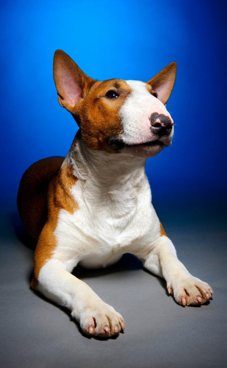 Bull Terrier : guide race de chien