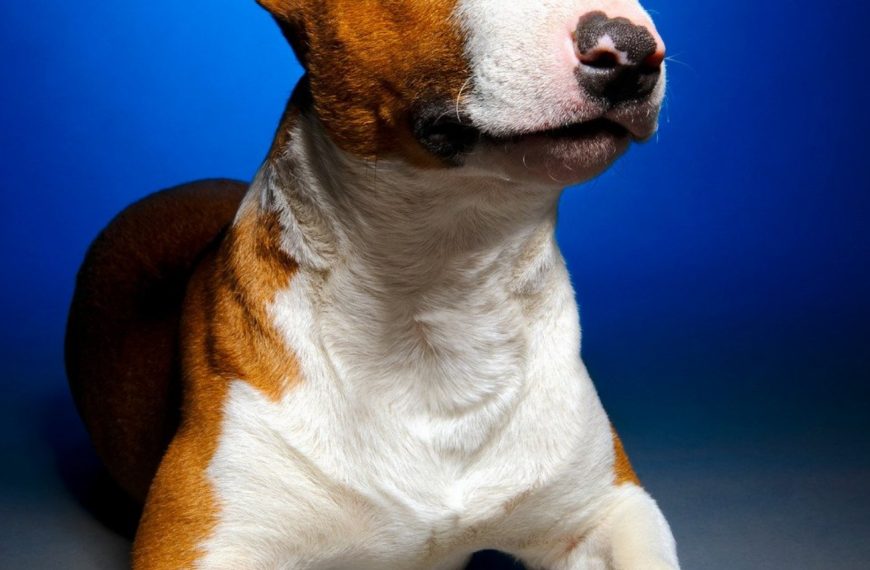 Bull Terrier : guide race de chien