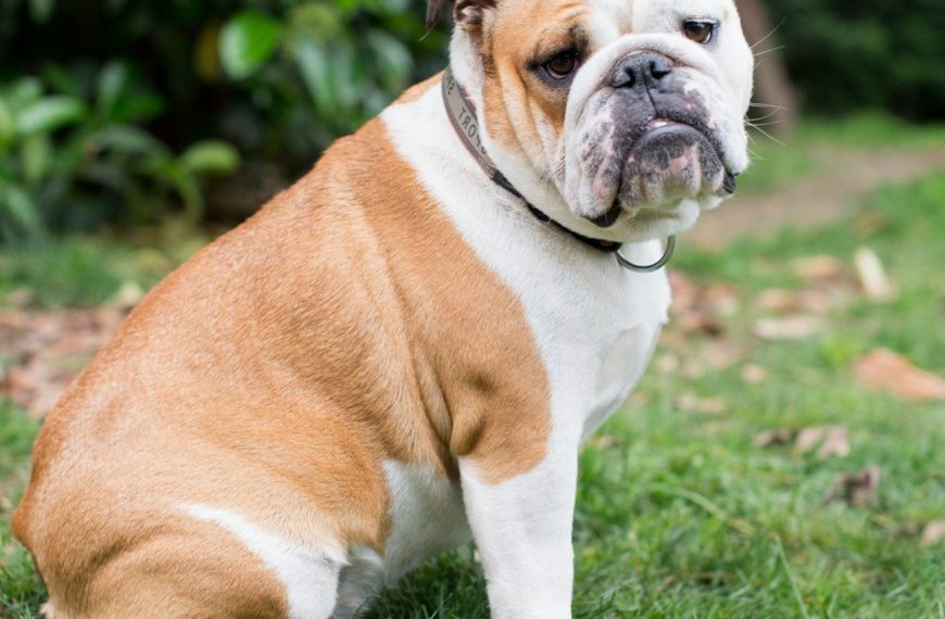 Bulldog Anglais : guide race de chien