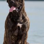 Bullmastiff : guide race de chien