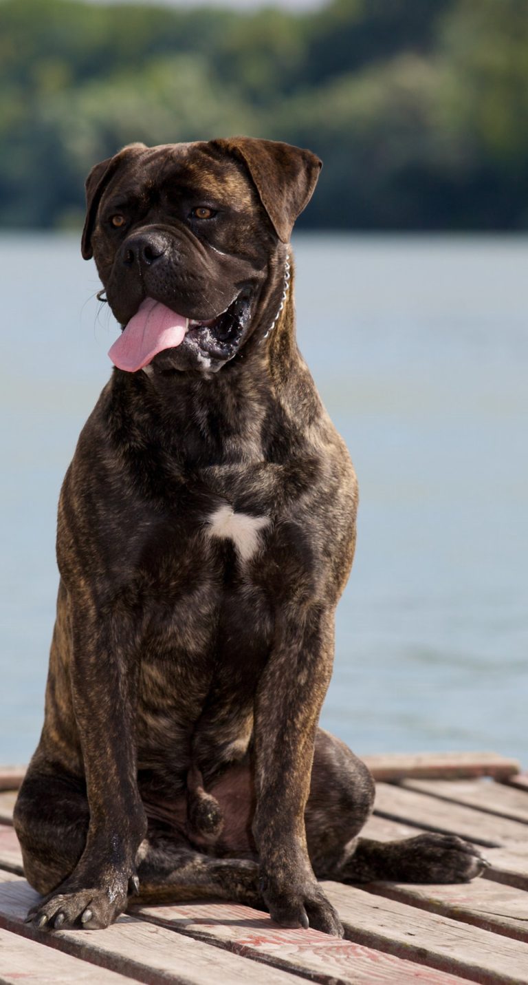 Bullmastiff : guide race de chien