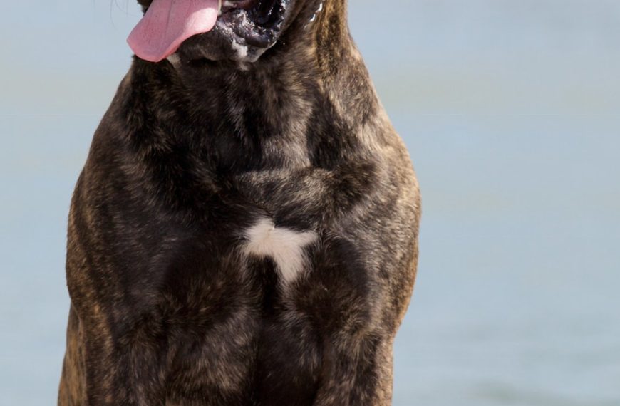 Bullmastiff : guide race de chien