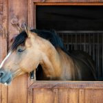 Burguete : guide race de cheval