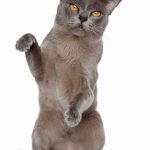 Burmese : guide race de chat