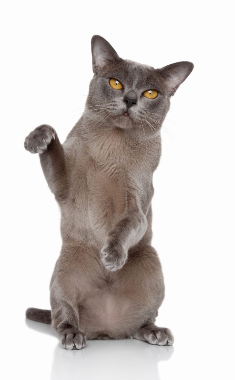 Burmese : guide race de chat