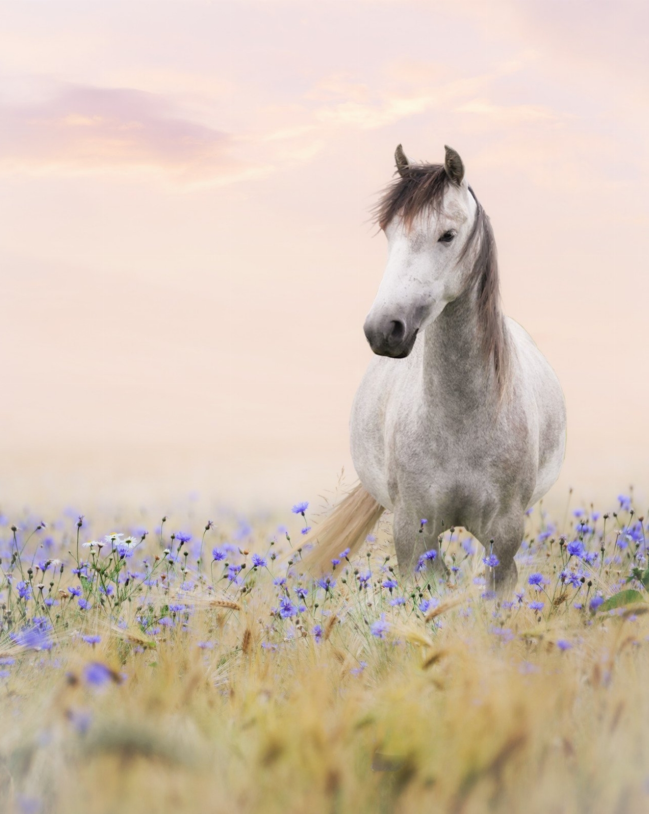 BWP : guide race de cheval