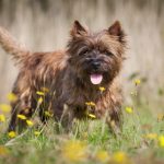 Cairn Terrier : guide race de chien