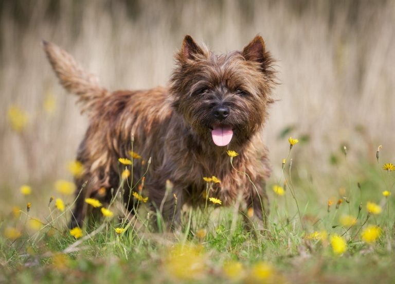 Cairn Terrier : guide race de chien
