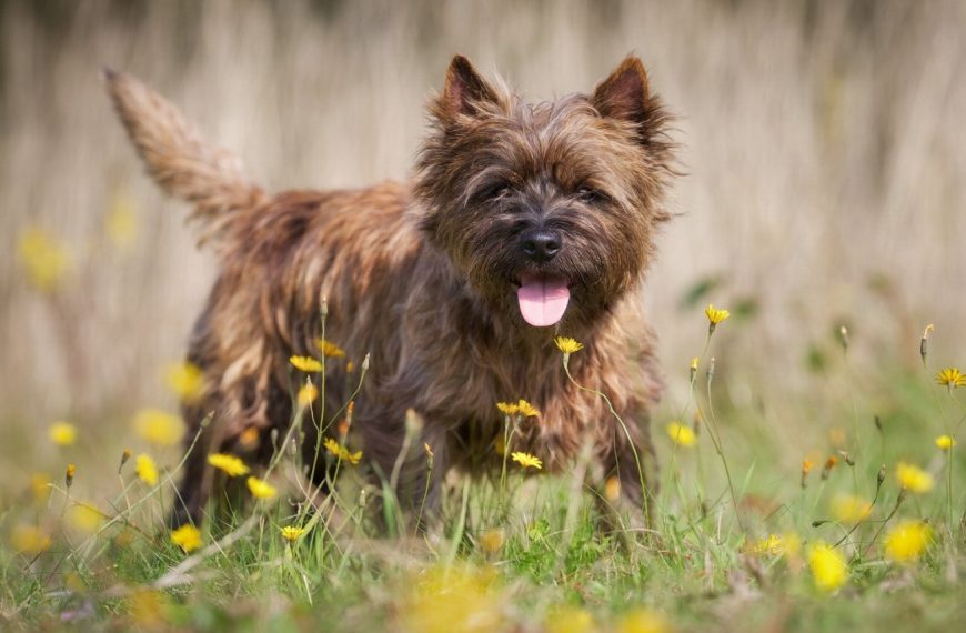 Cairn Terrier : guide race de chien
