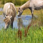 Camargue : guide race de cheval