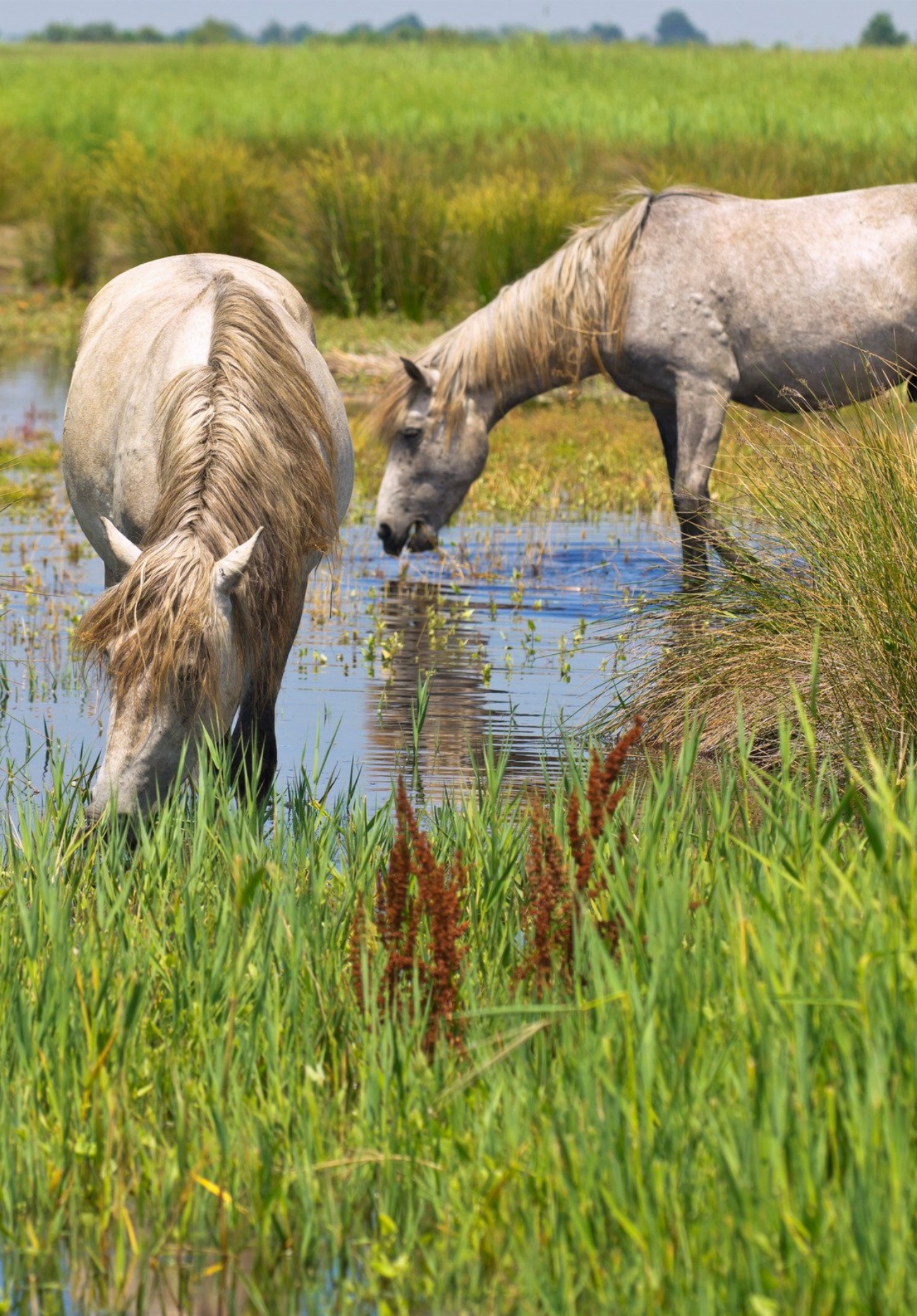 Camargue : guide race de cheval