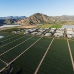 Camarillo white : guide race de cheval