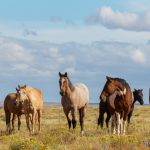 Campolina : guide race de cheval