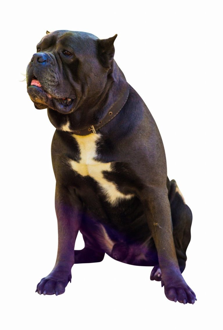Cane Corso : guide race de chien