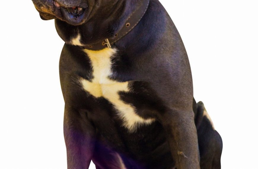 Cane Corso : guide race de chien