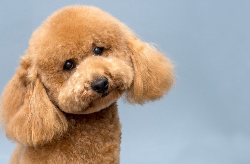 Caniche : guide race de chien