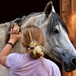 Castillonnais : guide race de cheval