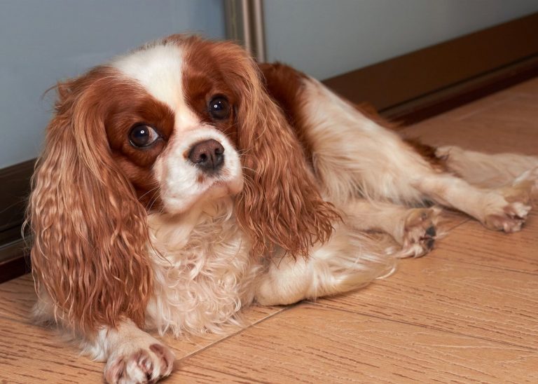 Cavalier King Charles Spaniel : guide race de…
