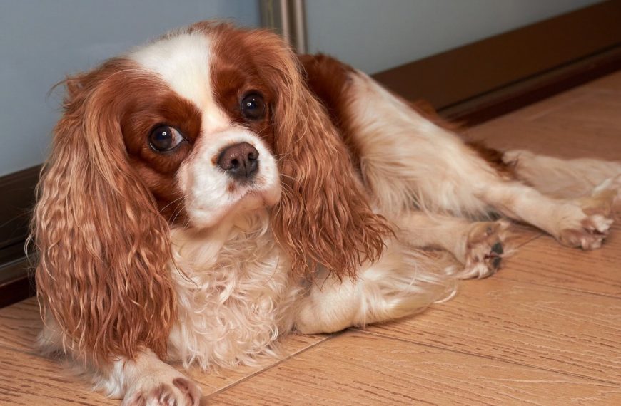 Cavalier King Charles Spaniel : guide race de chien