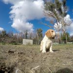Cavapoo : guide race de chien