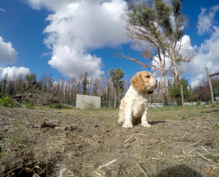 Cavapoo : guide race de chien