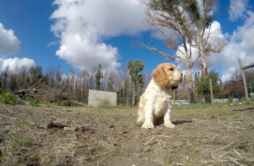Cavapoo : guide race de chien