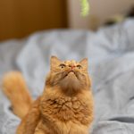 Ce chat est devenu incontrôlable ! Découvrez comment prévenir et traiter les crises d&rsquo;hyperactivité envers les humains !