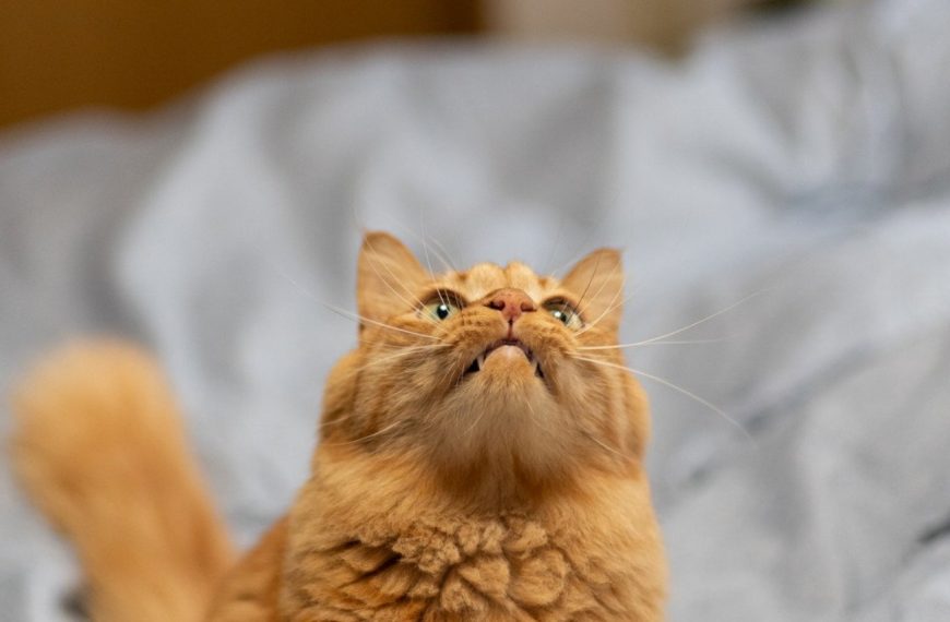Ce chat est devenu incontrôlable ! Découvrez comment prévenir et traiter les crises d’hyperactivité envers les humains !