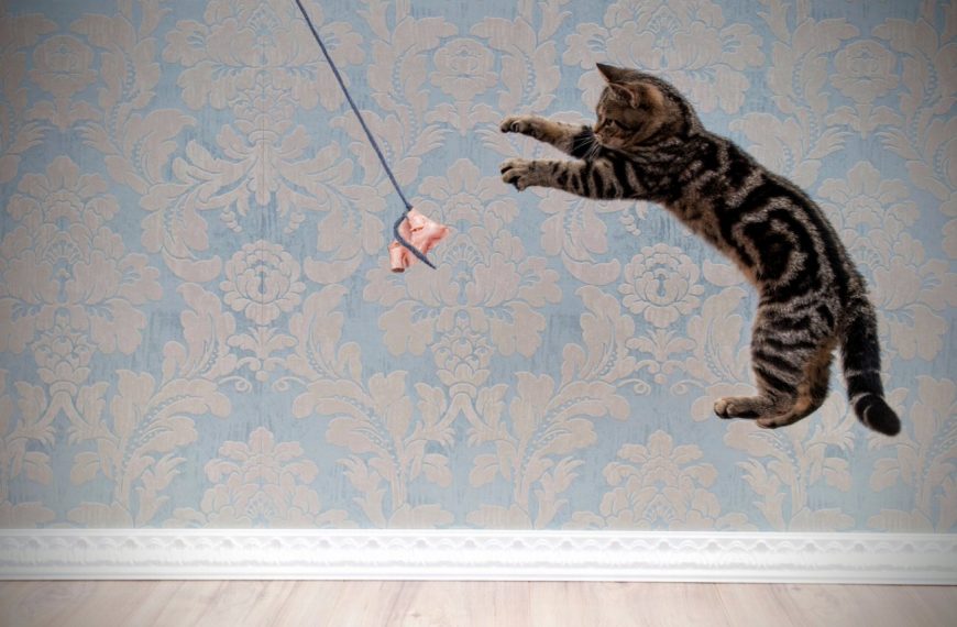 Ce petit truc simple empêchera votre chat de sauter sur les tables – Vous ne croirez pas vos yeux !