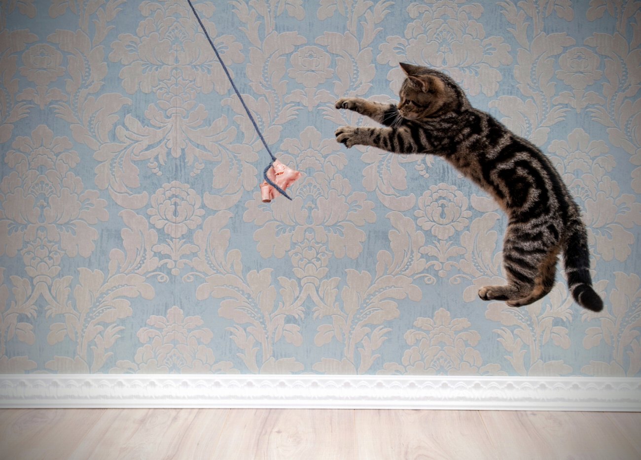 Ce petit truc simple empêchera votre chat de sauter sur…
