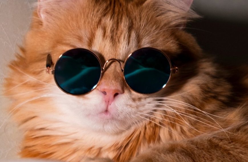 Ce que vous devez savoir sur les problèmes respiratoires chez les chats – Symptômes à surveiller et traitements efficaces !